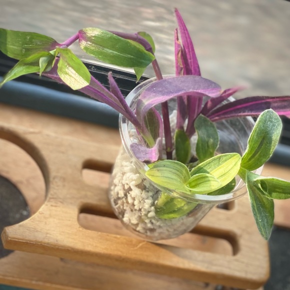 Rare tradescantia cutting bundle - 3 varieties - pink stripe, sillamontana , + - Picture 11 of 12